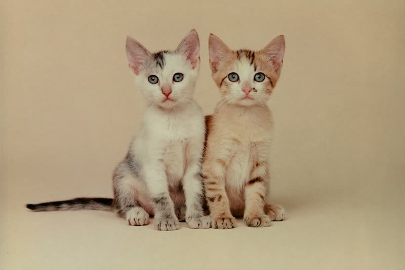 Two kittens being looked after together