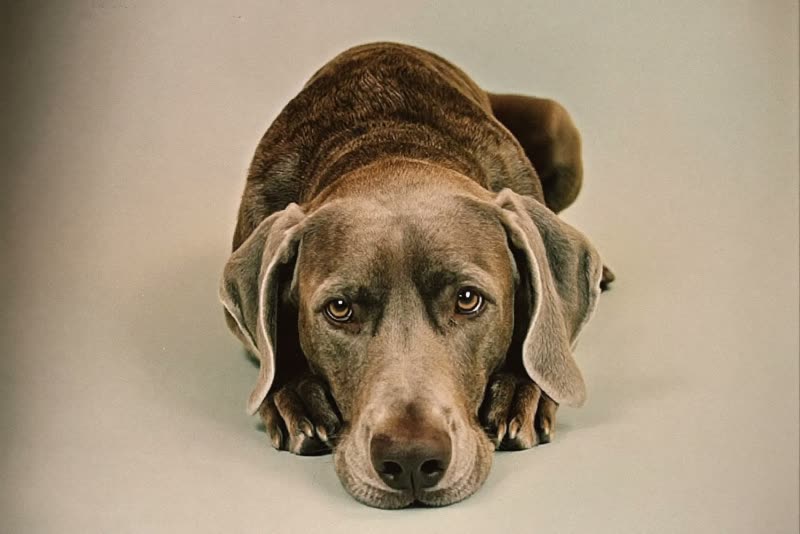 A senior dog being cared for at home